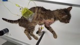 Gołdap: Walka o drugą szansę dla postrzelonego kota - Daj mu szansę na zdrowie!