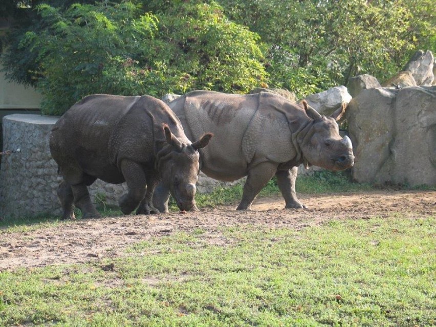 Zoo Warszawa, urodziny nosorożca