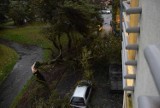 Orkan Ksawery: drzewo wpadło do Parku 111 [ZDJĘCIA, WIDEO]