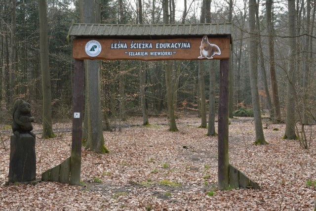 Ścieżka edukacyjna Szlakiem Wiewiórki - leśnictwo Klępsk
