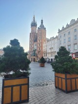 Drzewa wracają na Rynek Główny w Krakowie. Na razie... w donicach!
