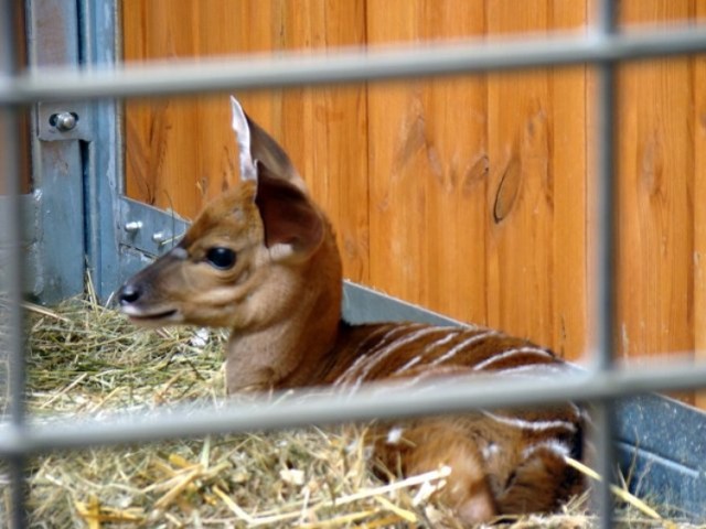 W Śląskim Ogrodzie Zoologicznym urodziły się dwie antylopy.