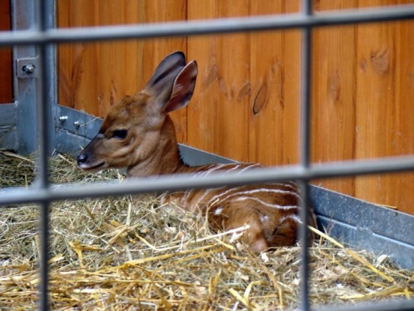W Śląskim Ogrodzie Zoologicznym urodziły się dwie antylopy.