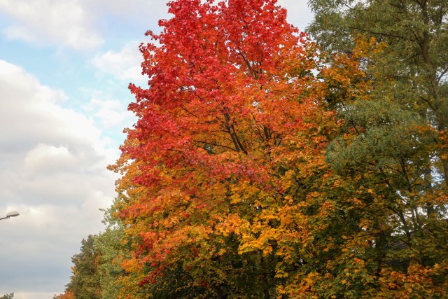 Pierwsze barwy jesieni zdobią już ulice Olkusza