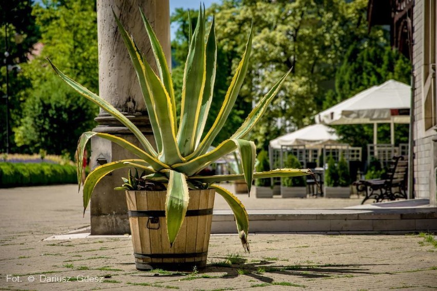 Szczawno-Zdrój: Park Zdrojowy to najlepsze miejsce aby przetrwać upał.