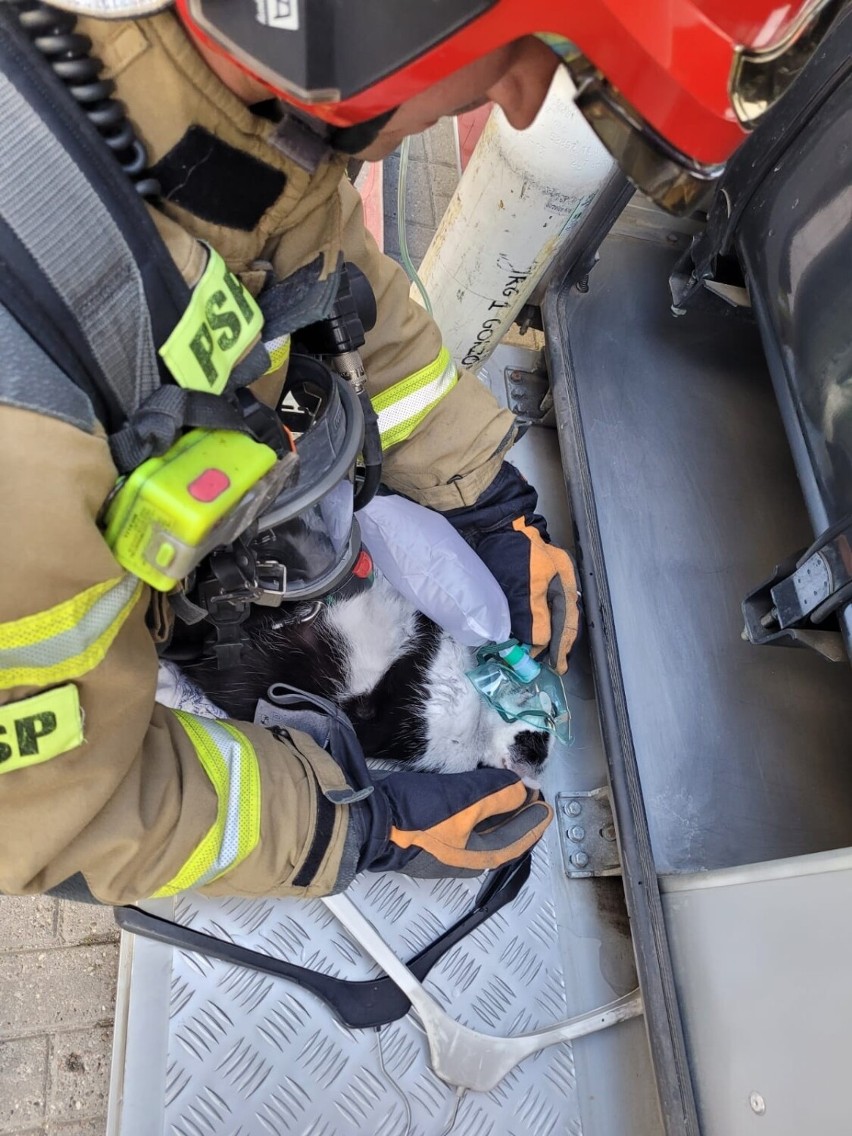 Strażacy udzielili pomocy... kotu!