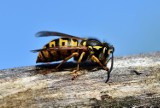 Uwaga, niebezpieczne owady w Polsce! Ich ugryzienie może powodować ból i groźne choroby. Są szczególnie groźne dla alergików
