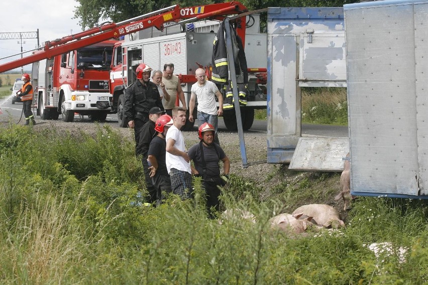 Wypadek ciężarówki ze świniami na trasie Legnica - Złotoryja (ZDJĘCIA)