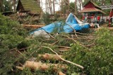 Wycinka drzew na Głębokim bulwersuje. Jednak leśnicy tną planowo. – Tak trzeba dla lasu, dla ludzi – uspokajają.