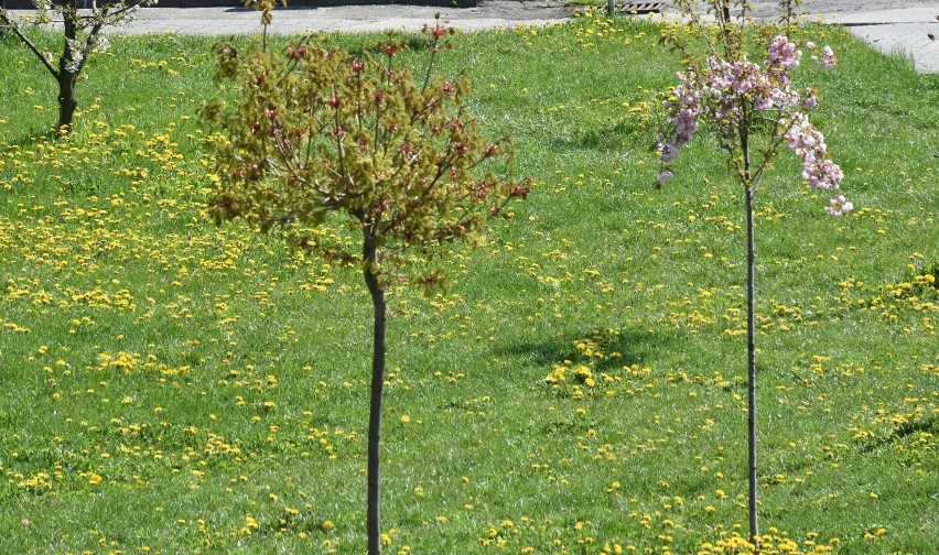 Zachwycająca biel kwitnących wiśni na chełmskim osiedlu zachęca do spacerów. Zobacz zdjęcia