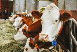 Cena mleka z gospodarstwa na początku 2024 roku. Rolnicy martwią się, czy będzie ich stać na utrzymanie krów