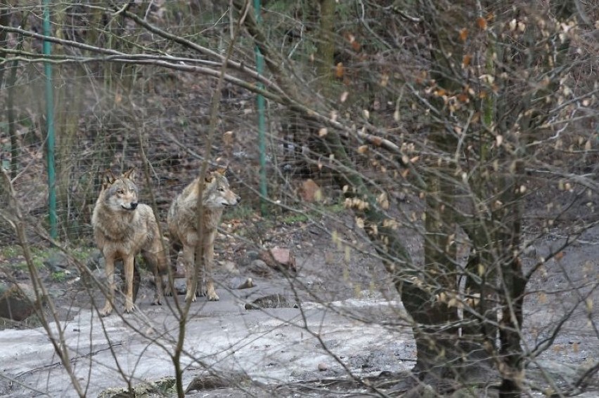 Wilk uciekł z wybiegu w zoo w Oliwie. Z powodu zagrożenia dla ludzi zwierzę zastrzelono
