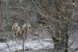 Wilk uciekł z wybiegu w zoo w Oliwie. Z powodu zagrożenia dla ludzi zwierzę zastrzelono