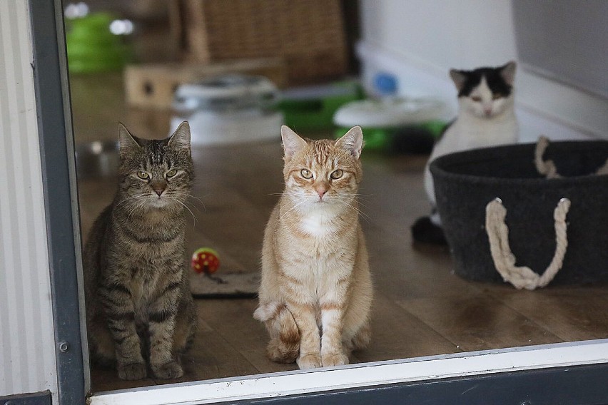Te kotki i pieski czekają na adopcję w legnickim schronisku, zobaczcie aktualne zdjęcia
