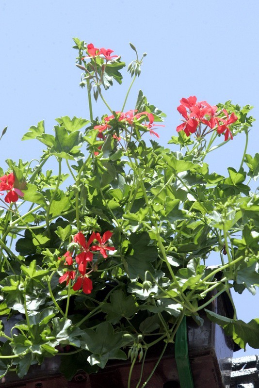 Dla miejsc nasłonecznionych klasycznymi roślinami sezonowymi są np.  pelargonie