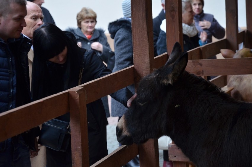 Boże Narodzenie 2015. Żywa szopka w parafii Narodzenia NMP w Bełchatowie [ZDJĘCIA]