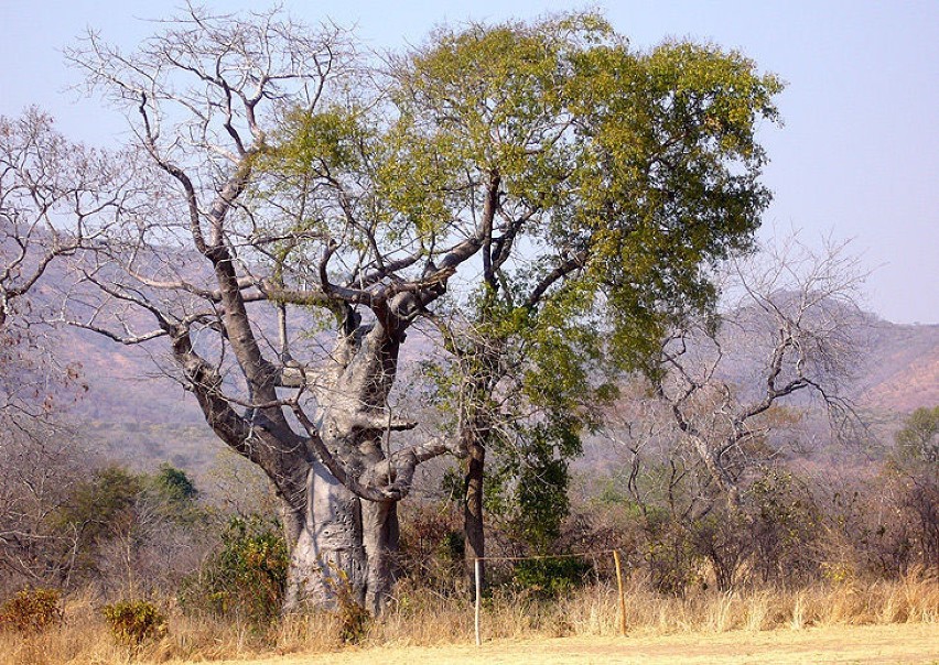 Baobab.