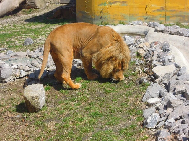 Zamojskie zoo zostało Cudem Funduszy Europejskich