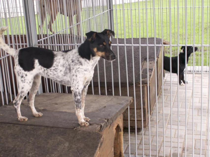 Ostrów: Nie będzie ulg za adopcje psów ze schroniska
