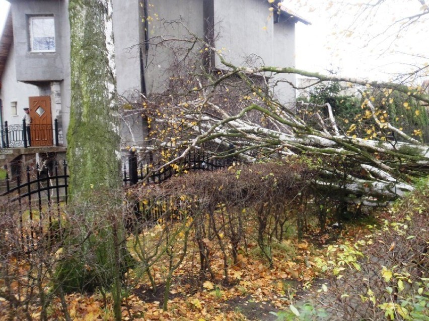 Wichura uszkodziła drzewa w Braniewie