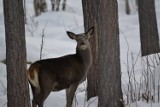 Sylwester w Karkonoszach. Karkonoski Park Narodowy apeluje by nie strzelać z fajerwerków na terenie parku