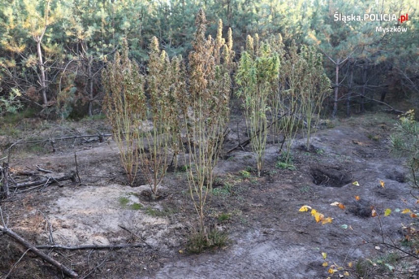 Poraj: Plantacja marihuany w środku lasu. Z zabezpieczonych roślin można zrobić 250 porcji narkotyku [ZDJĘCIA]