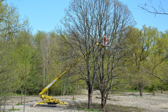 Arboryści usuwają jemiołę z drzew i prowadzą pielęgnacyjne cięcia drzew w Parku Zimnej Wody