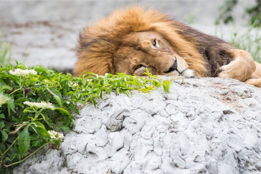 Zoo Warszawa świętuje Dzień Lwa. W programie m.in. konkurs...