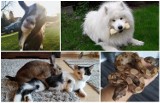 Najpiękniejsze psy, koty i inne zwierzaki z Głogowa i okolic od naszych czytelników