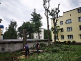 Toruń. Sezon lęgowy? Piły i tak poszły w ruch. Tym razem przy ulicy Krasińskiego. Zobacz zdjęcia!