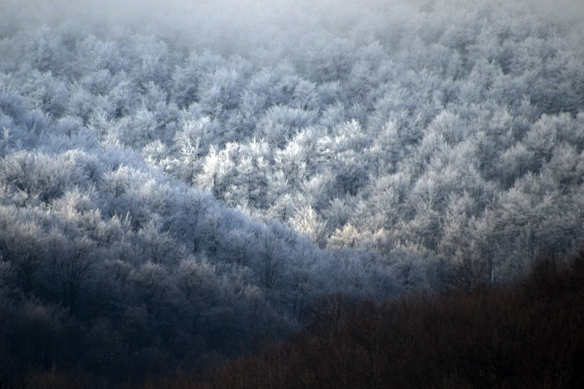 Zima w Bieszczadach. Zobaczcie zdjęcia z piątkowego poranka