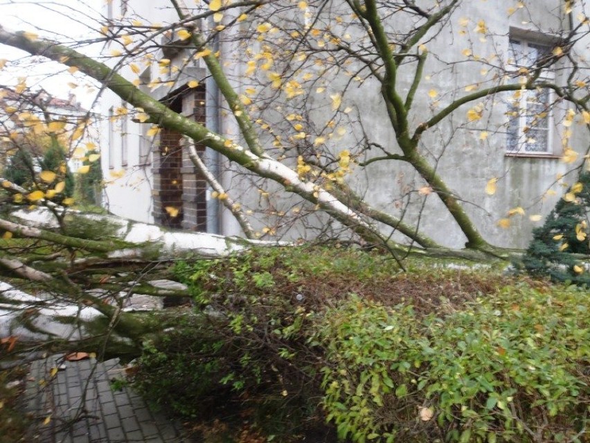 Wichura uszkodziła drzewa w Braniewie