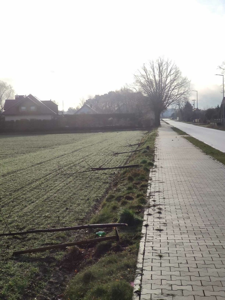 Zniszczono osiem drzewek przy drodze powiatowej w Konarzewie
