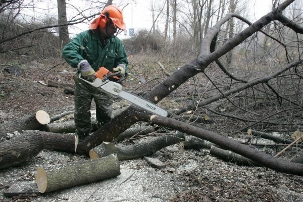 Oficer dyżurny radziejowskiej komendy otrzymał zgłoszenie o kradzieży drzewa z lasu w miejscowości Przewóz. 

Przybyli na miejsce policjanci zastali leśniczego, który wskazał im dwie osoby, które podejrzewał o dokonanie tego przestępstwa. 

Jak ustalili mundurowi sprawcą wycinki drzew był 46-letni mieszkaniec gminy Piotrków Kujawski. O wywóz z lasu skradzionego mienia poprosił znajomego, który dysponował ciągnikiem i przyczepą.

Źródło: KWP Bydgoszcz