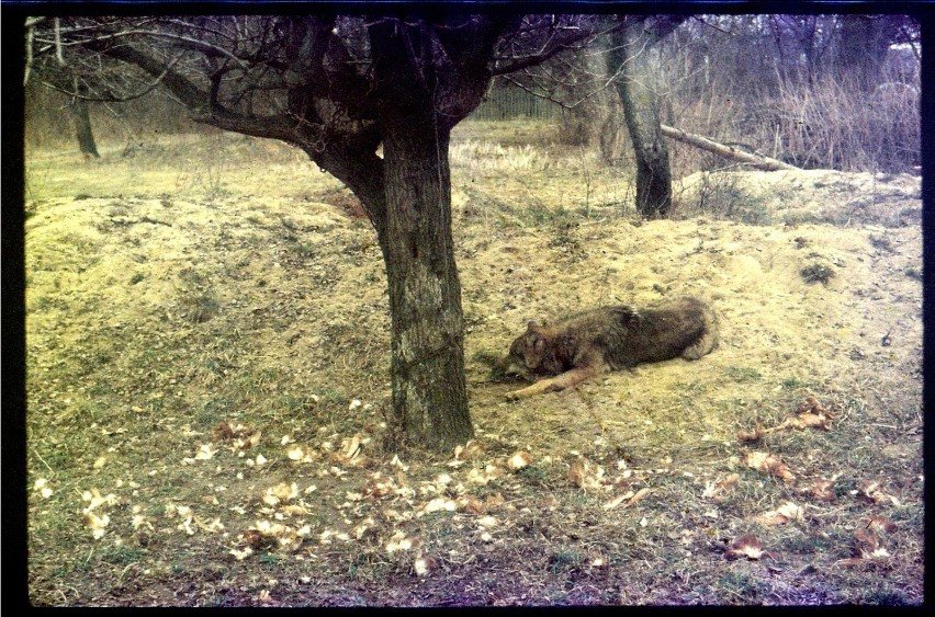 Wilka przed oswobodzeniem z uwięzi. Stary slajd , lata 80-te...