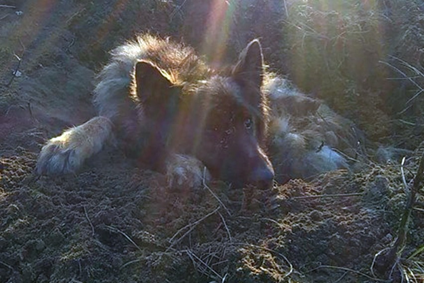 Pies zakopany żywcem na Olechowie. Poszukujemy sprawcy bestialskiego czynu! [ZDJĘCIA]