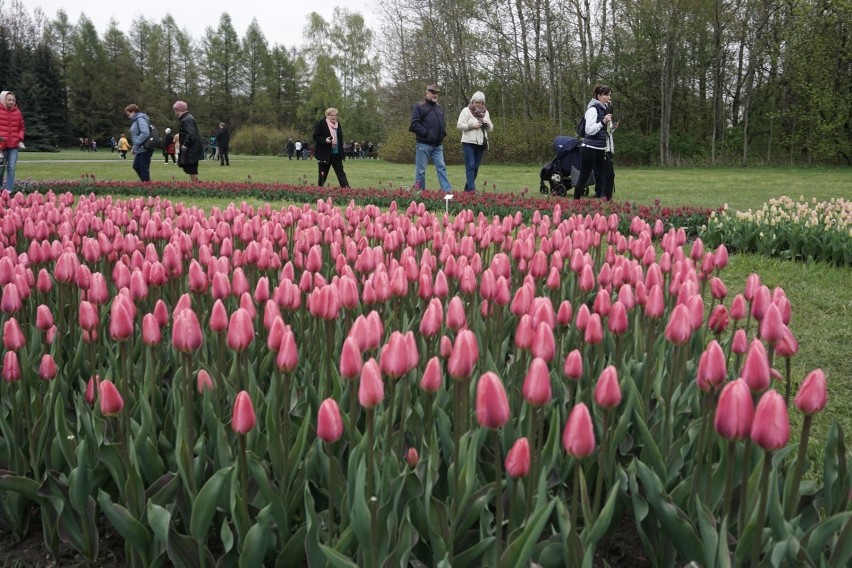 Zakwitły tulipany w łódzkim ogrodzie botanicznym [ZDJĘCIA,FILM]