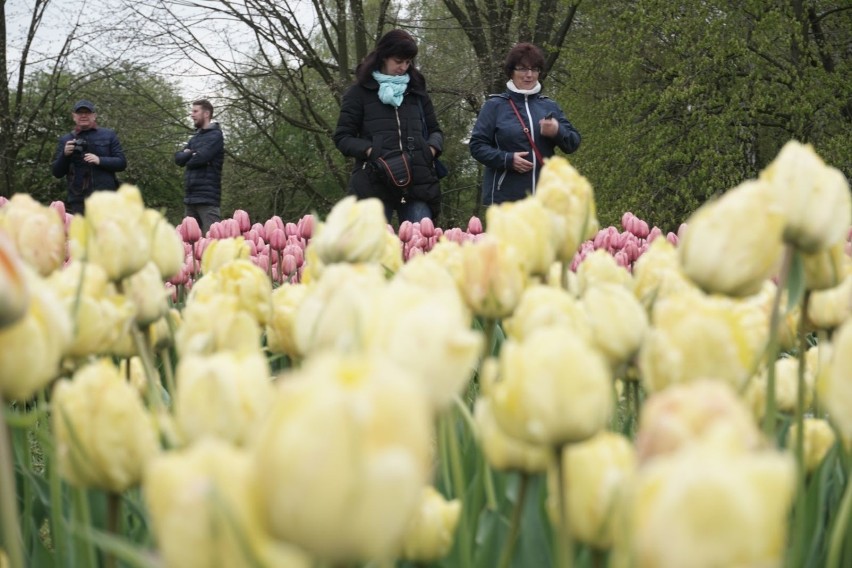 Zakwitły tulipany w łódzkim ogrodzie botanicznym [ZDJĘCIA,FILM]