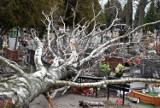 Tak wyglądają zniszczone groby na cmentarzu przy ul. Marulewskiej w Inowrocławiu. Wichura powaliła drzewa. Zdjęcia