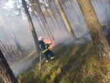 Pożar lasu w gminie Siemkowice. W akcji było blisko 60 strażaków FOTO