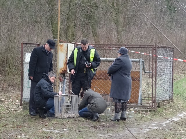 Płody w Dworzakowie