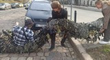 Siatka ze Starachowic wzbudziła sensację w centrum Lwowa. Zobacz zdjęcia i wideo