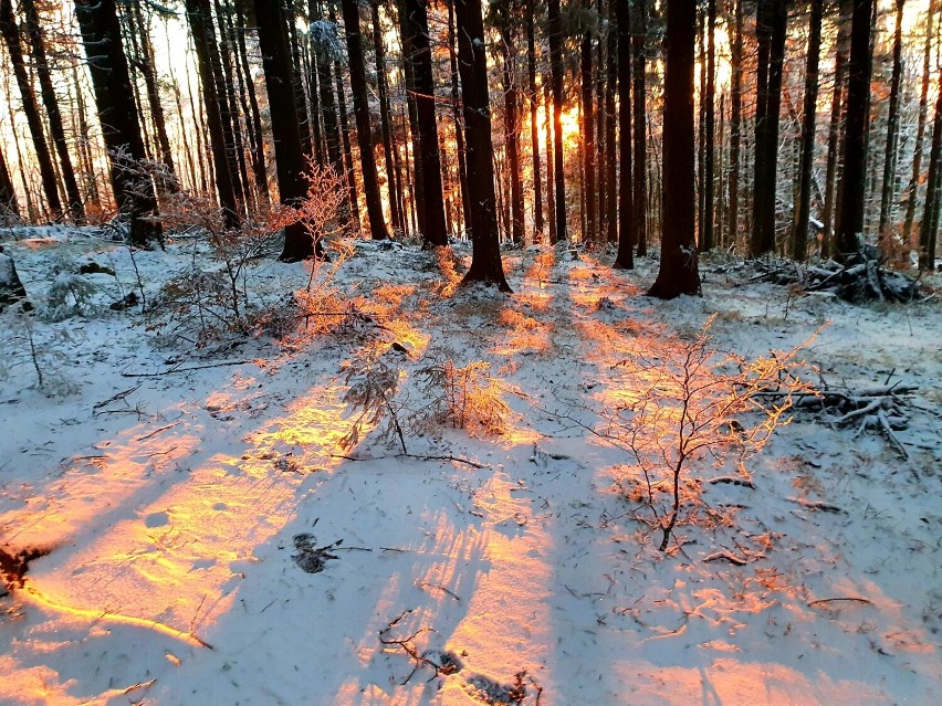 Góry Sowie w obiektywie: mroźny poranek z Kalenicy