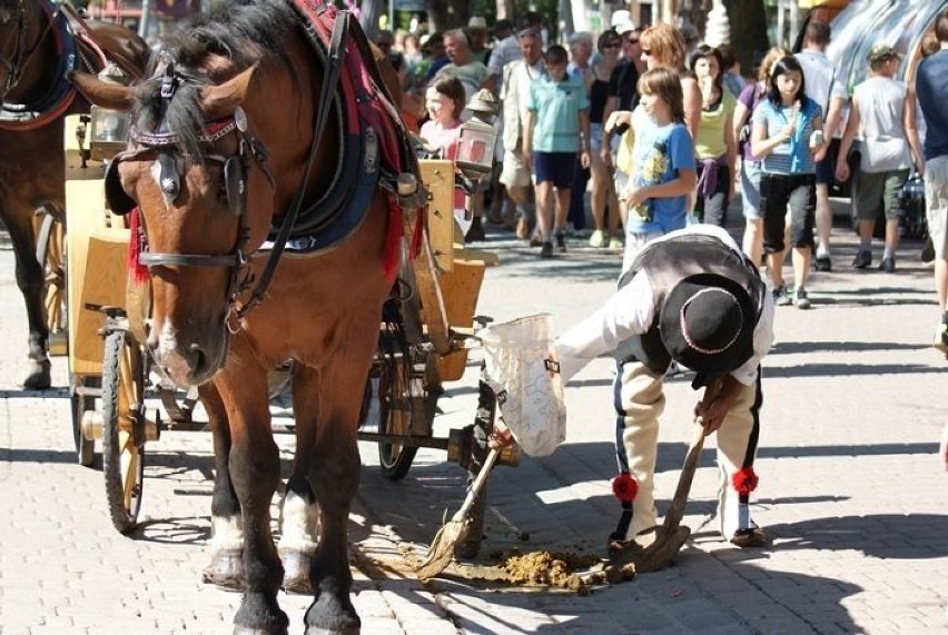 Koń takim zachowaniem najprawdopodobniej chciał...