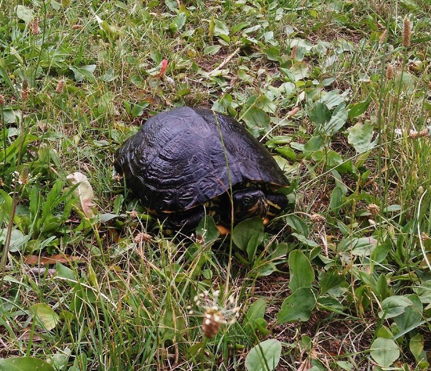 W Prośnie pod Kaliszem wędkarz złowił... żółwia