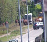 Konie chodziły po ulicy Rybackiej w Wejherowie 