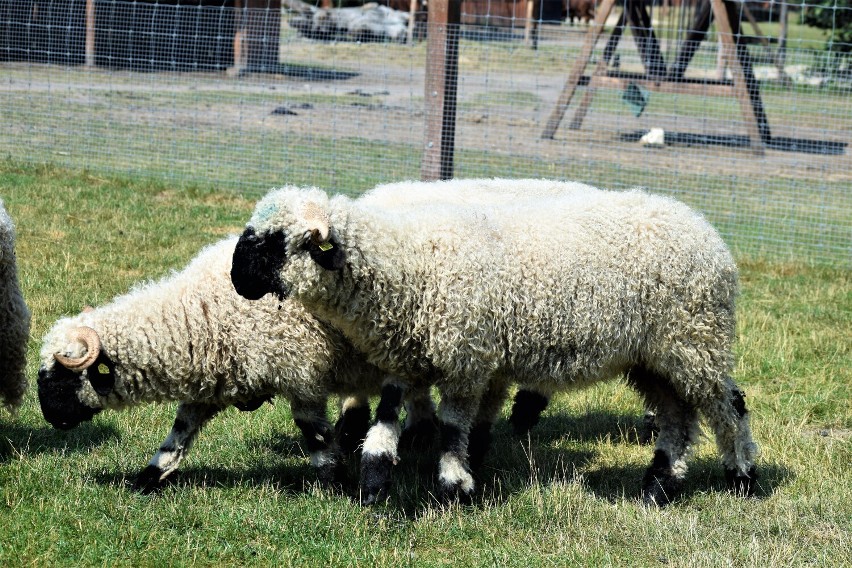Owce walizerskie szybko zadomowiły się w Zoo Borysew, czego...
