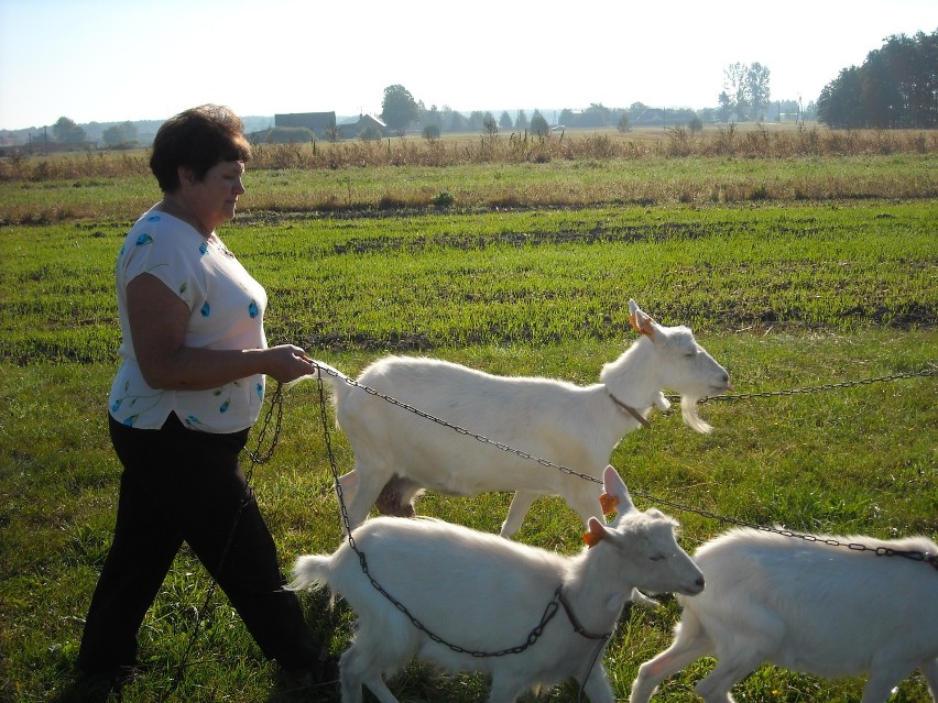 Pani Krystyna z Gostyni hoduje kozy przy ul. Kłosa można kupić świeże mleko i sery -to już rzadkość