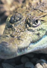 Do warszawskiego zoo podrzucono metrowego krokodyla. Trwa poszukiwanie sprawcy