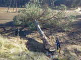 Lipnica. Policji nie udało się ustalić kto ściął drzewo, w które uderzył VW Polo. 24-latek zginął